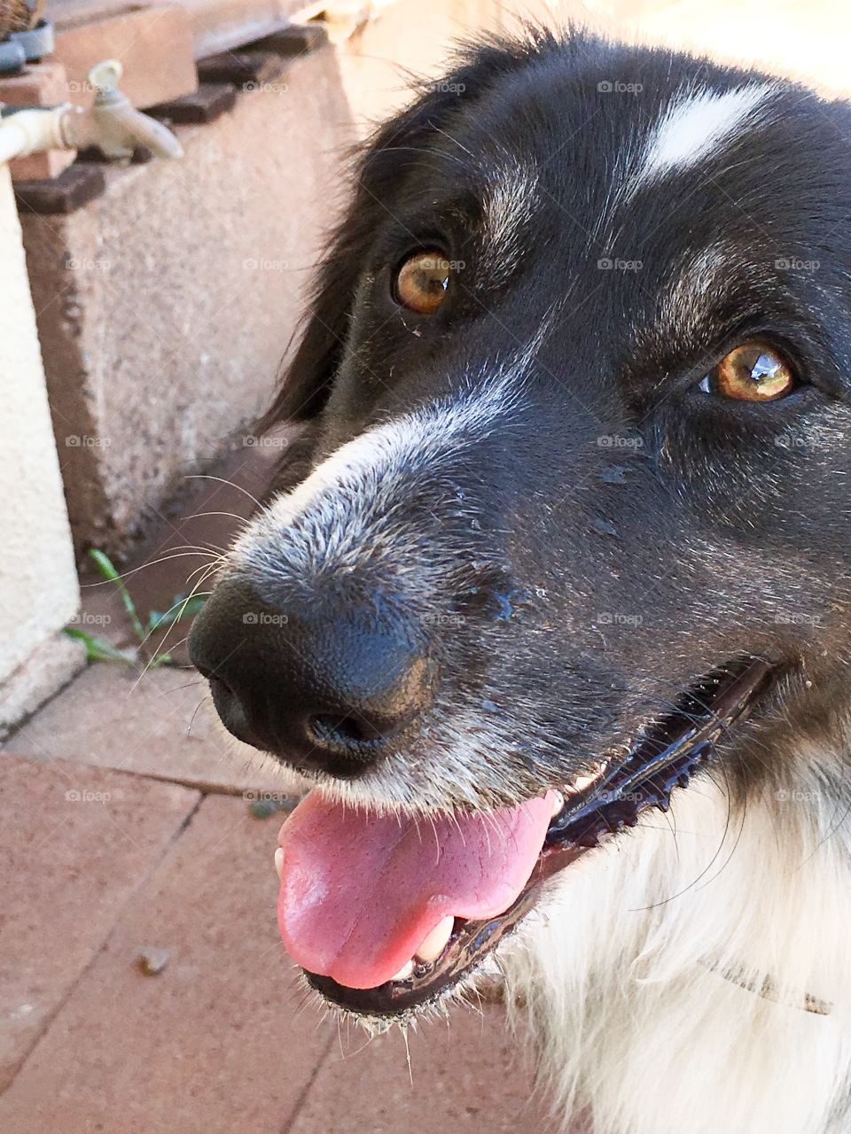 Happy smiling dog, border collie sheepdog closeup face snout nose mouth 