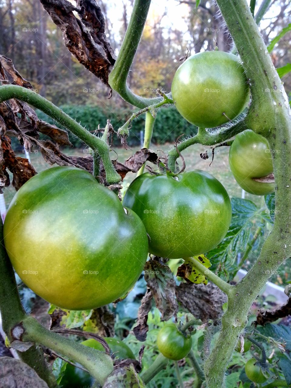 Green tomatoes on the vine