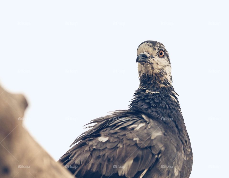 Bird - Dove - Portrait shot - Closeup 