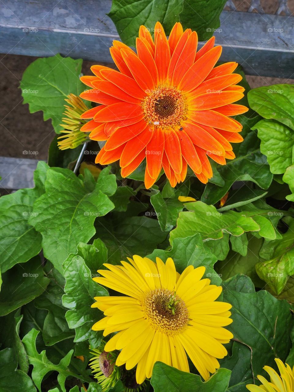 bold colorful orange and yellow Daisy flowers with bright green leaves bring cheer to a gray day