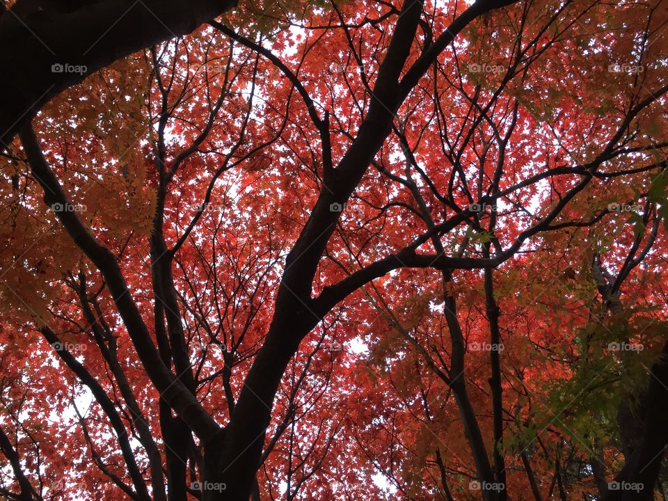 Up through the trees. 

This was taken in a forest in Pyeongtaek, South Korea in autumn. 