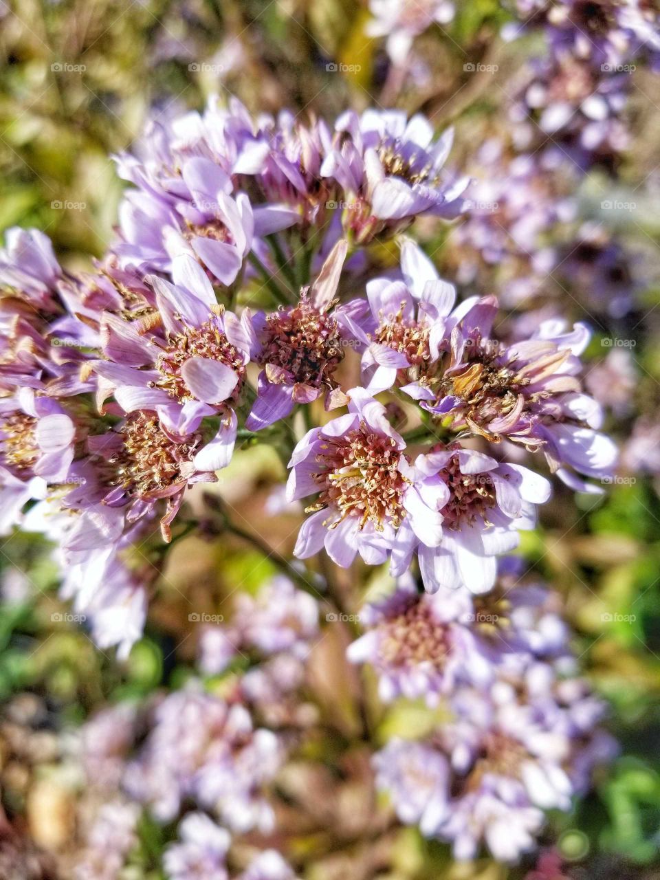 Fall flowers