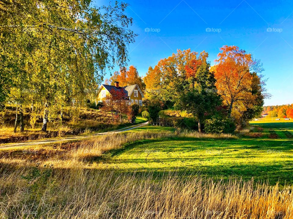 Autumn in full swing