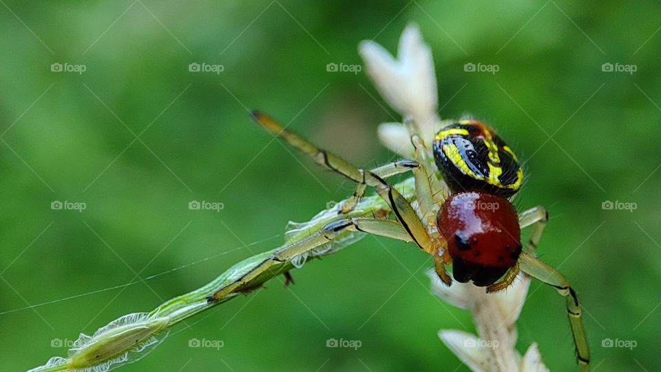 spider raising one of its legs