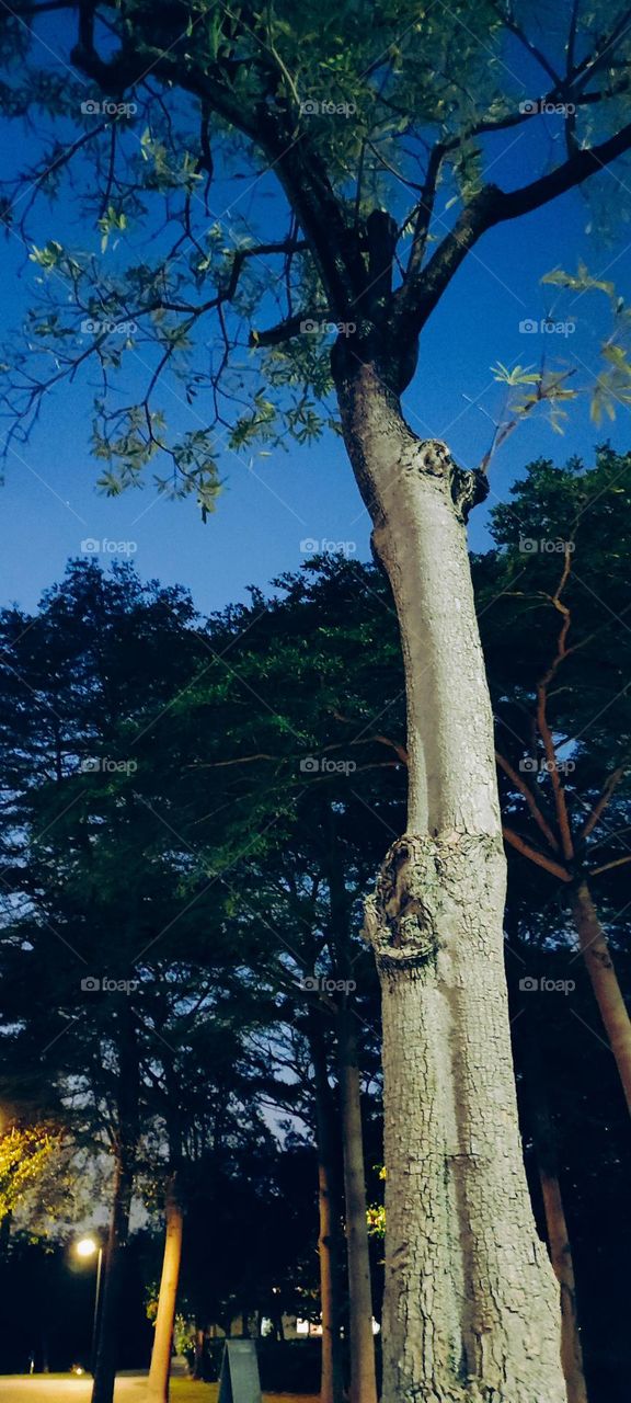 Park in the light night