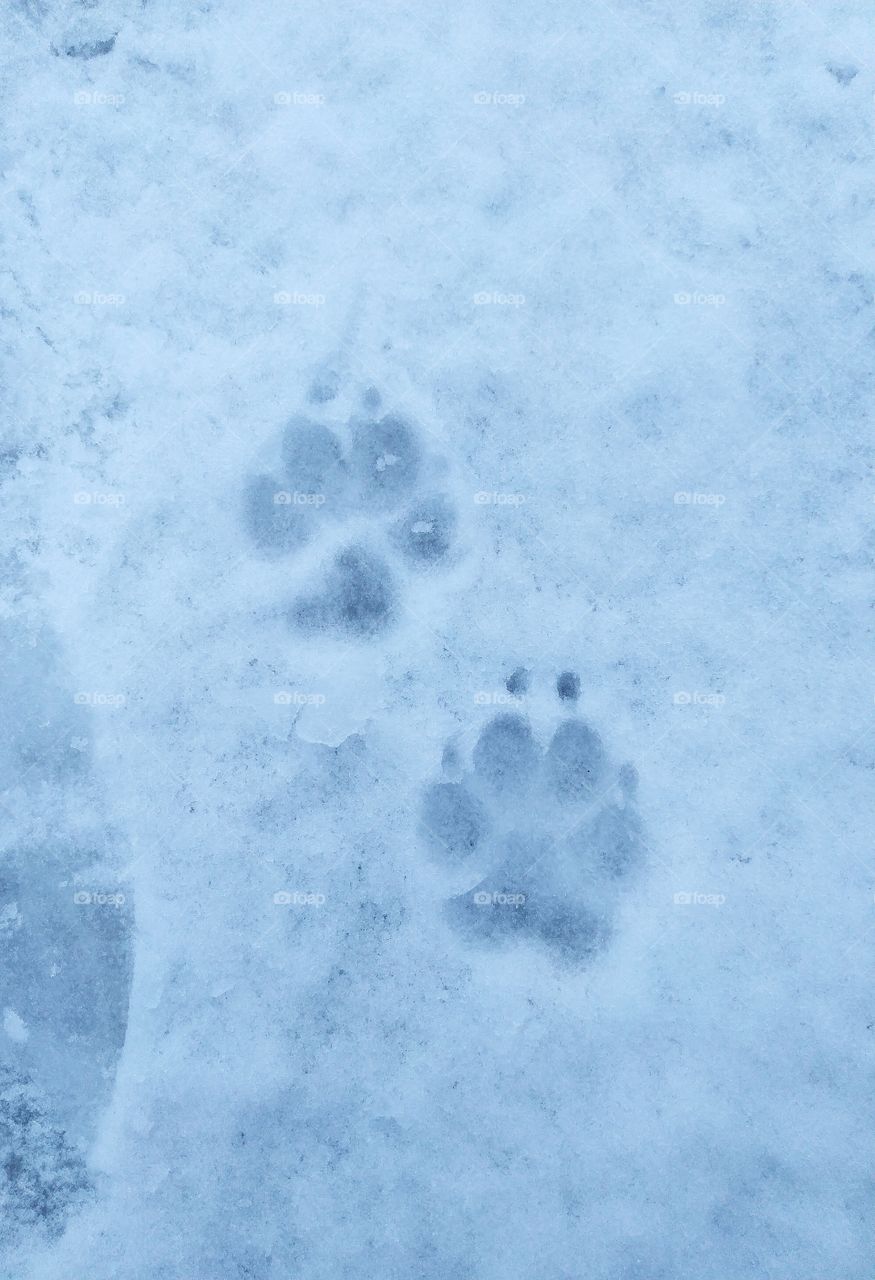 dog footprint