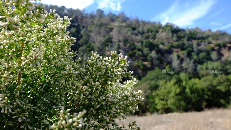 Tiny white flowers in forest