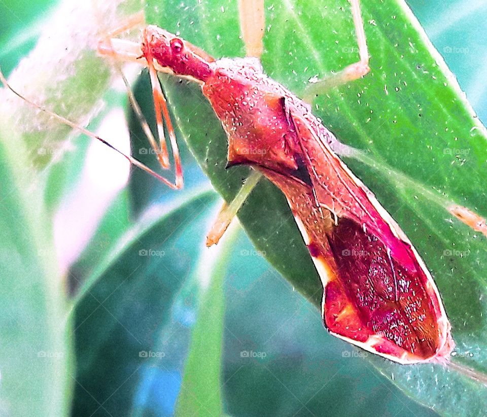 leaf insect