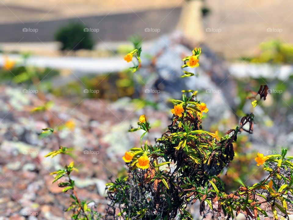 Bright Yellow Flower Growing in Rock