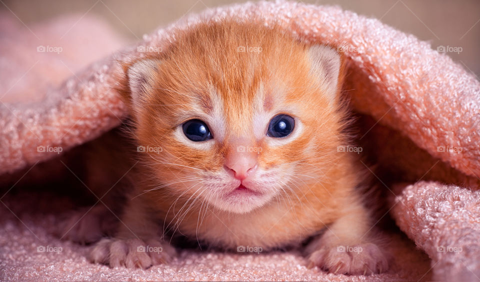 Red tabby newborn kitten portrait