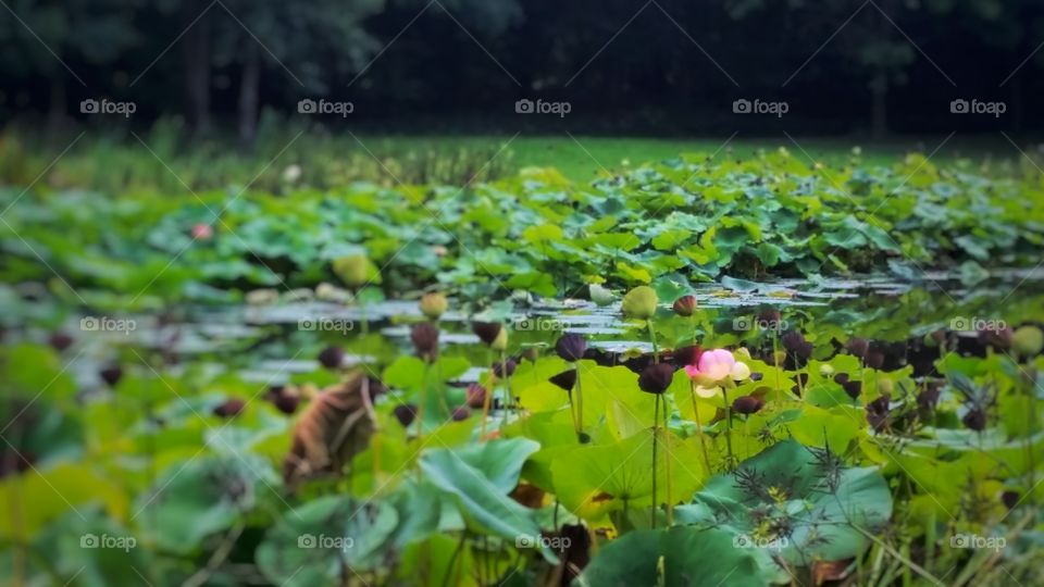 flower of the pond