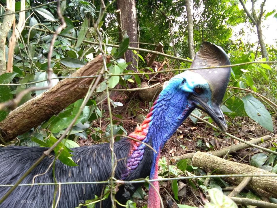 Cassowaries, genus Casuarius, are ratites that are native to the tropical forests of New Guinea, nearby islands, and northeastern Australia. There are three extant species.