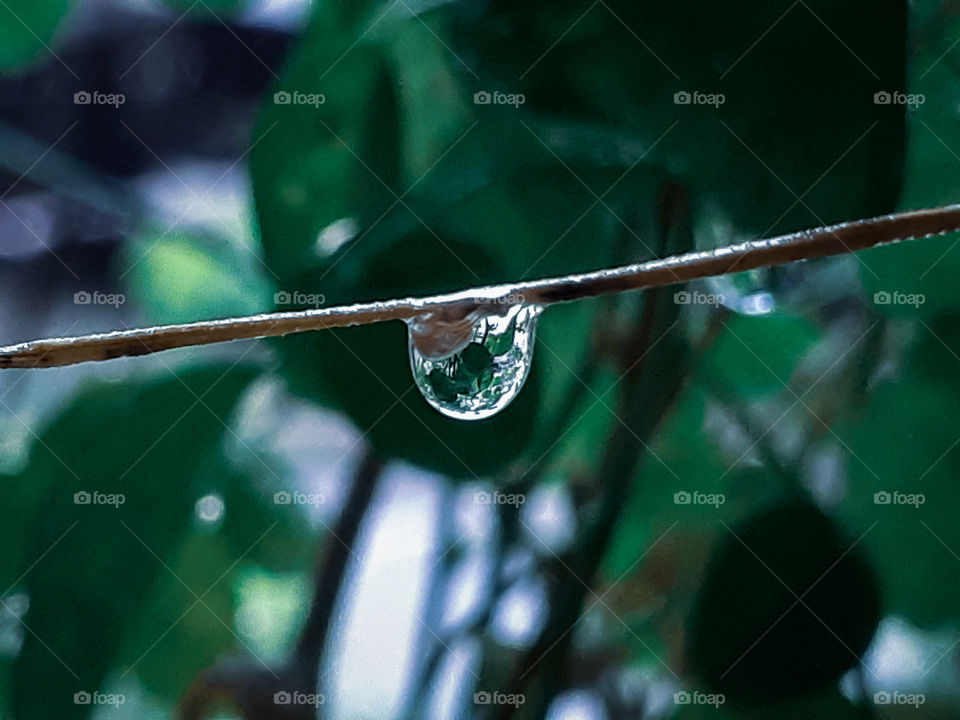 Water Droplets from leaves - Rainy Days