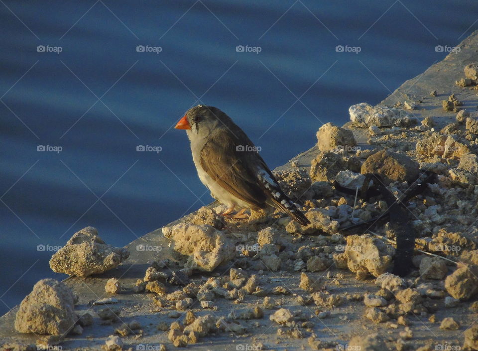 Zebra finch. Female of its, with the main focused of its beak to the colour of oranje. Body bown for the wings with grey throatet to the abdominal . Estuarya habitatbto with the medium - large group or just seen for two individue at the tambac.