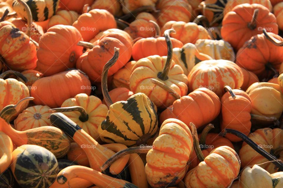 Gourds, Gourds and more Gourds