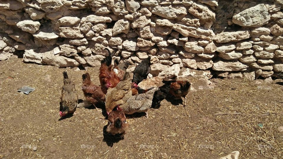 Flock of chikens