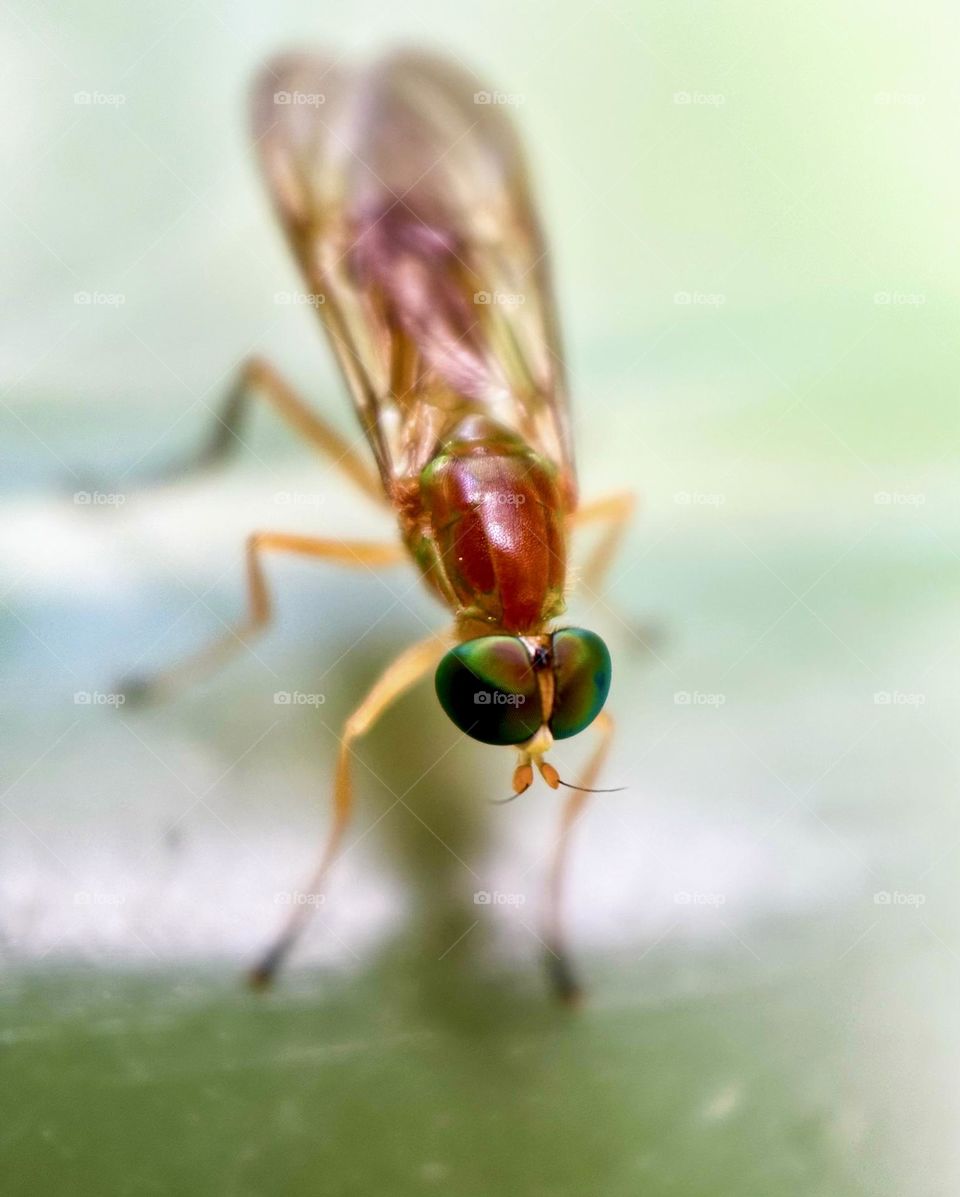 A closeup of a Ptecticus trivittatus, soldier fly.