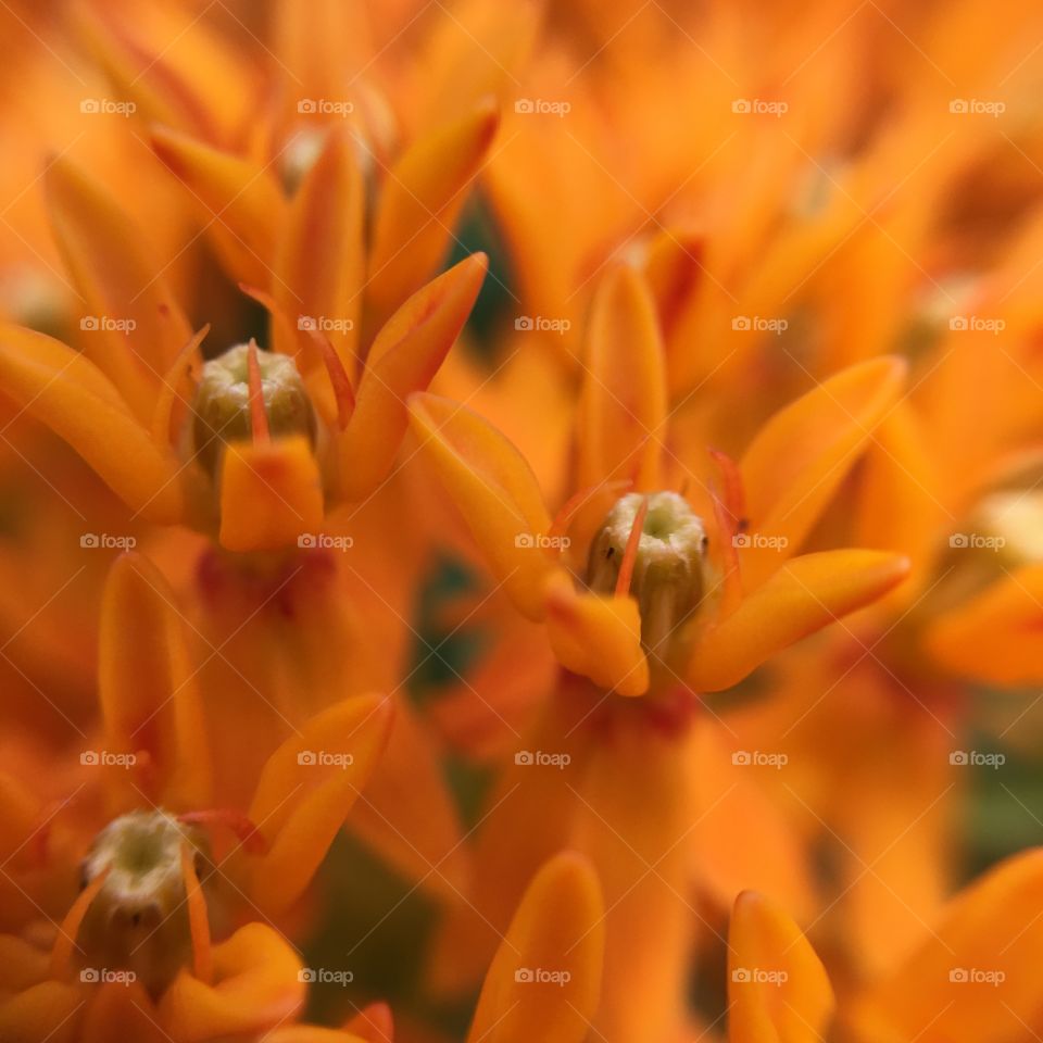 Orange flowers