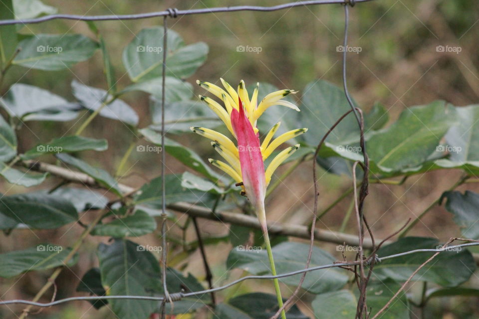 flower on the mountainside in Costa Rica