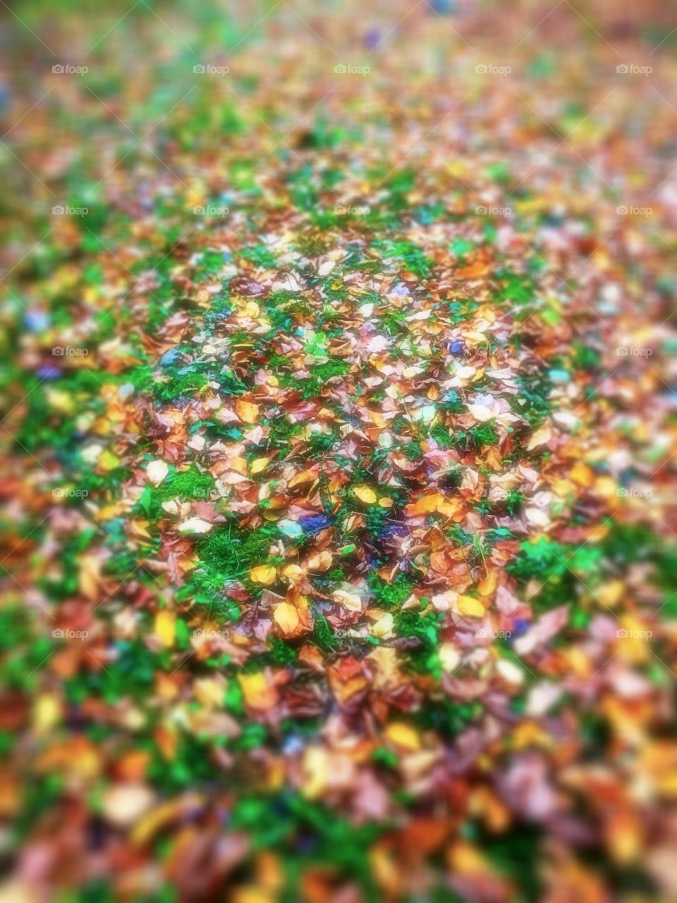 Fall leaves everywhere 
