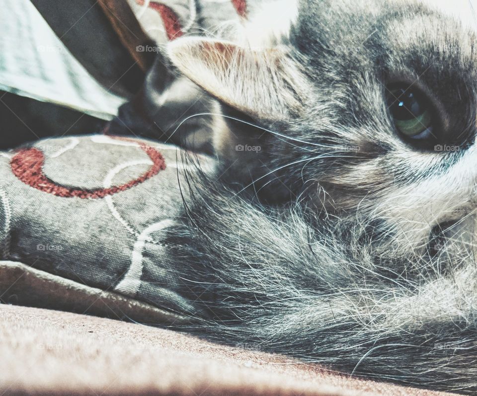 Fluffy cat laying down