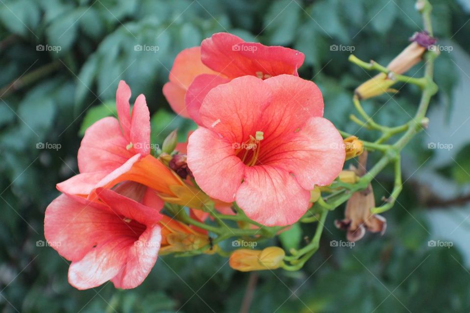 Pink flower in Greece