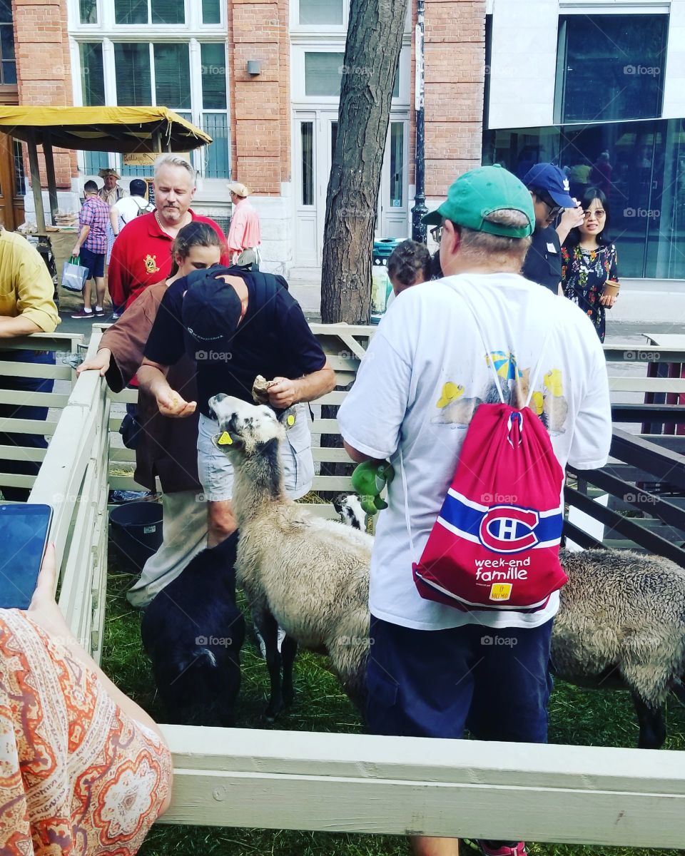 #goat #goats #sheep #lamb #animal #chèvre #chevre #mouton #agneau #market #openmarket #oldmarket #marche #marché #traders #buyers #sellers #money #crowd #people #food #drinks #barn #stall #customers #sellers #merchant #trader #stall #french #français