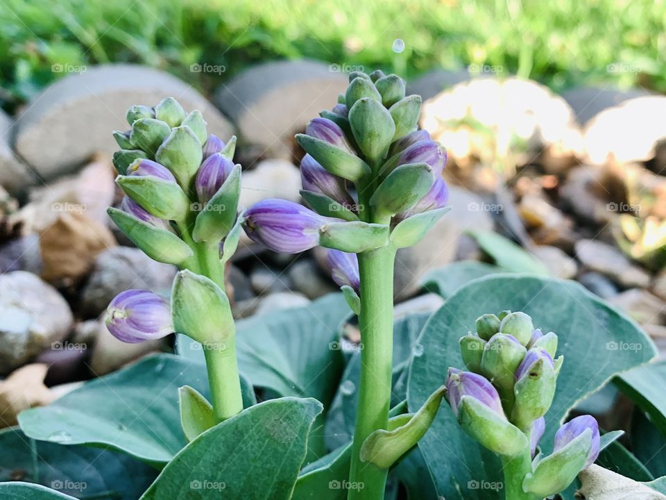 Lavender hosta plant with buds 