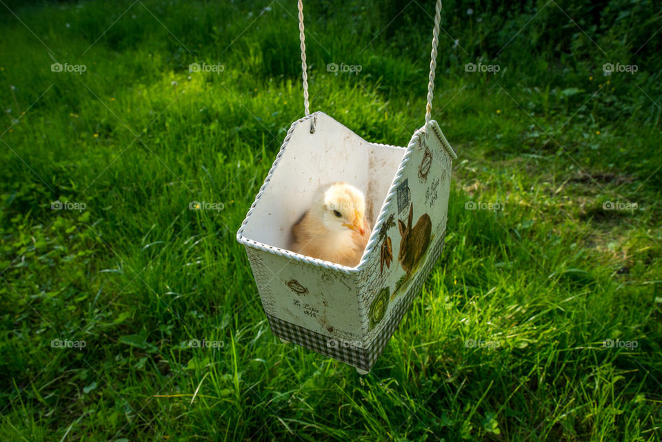 Little chicken in the basket