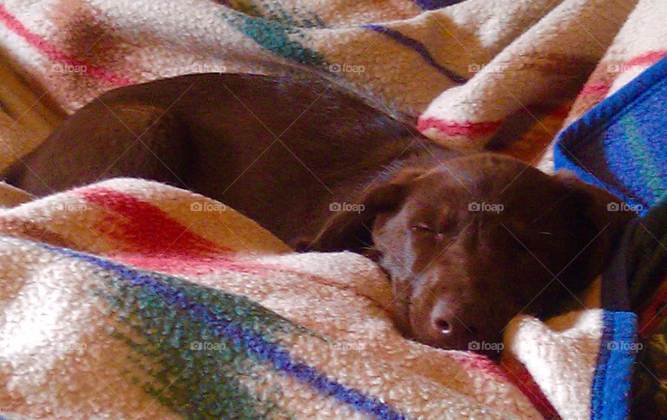 Taking a snooze on the bed with a cozy blanket 
