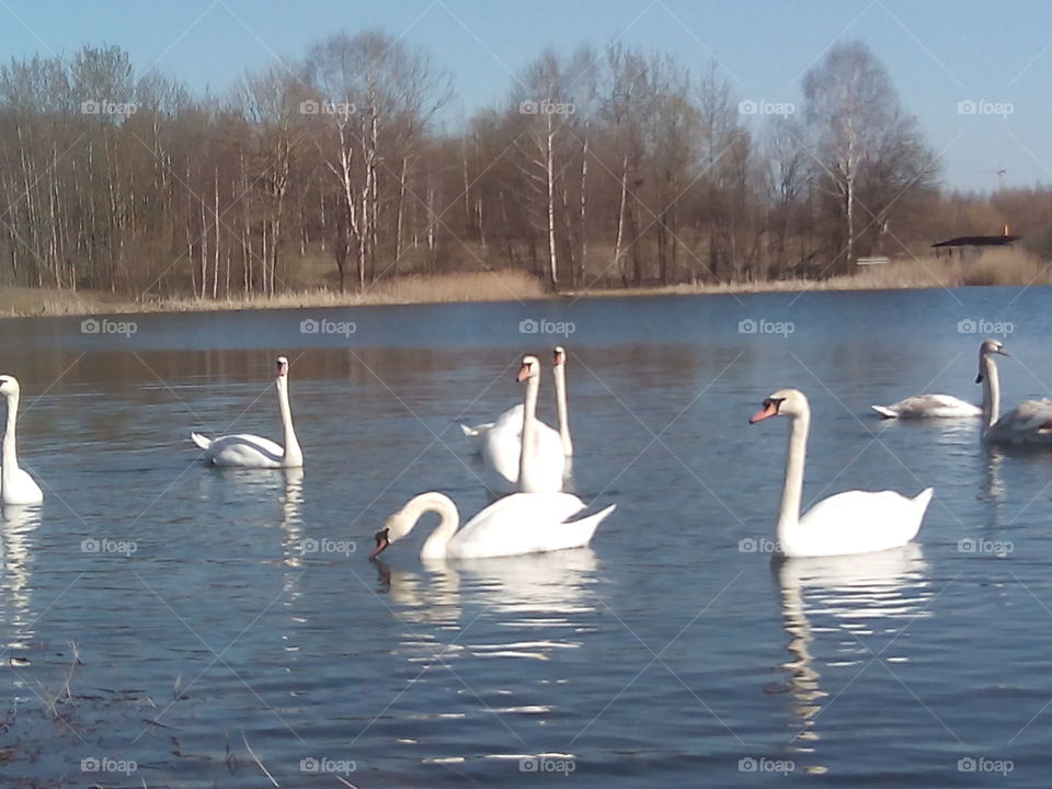 Swan, Lake, Bird, Goose, Waterfowl