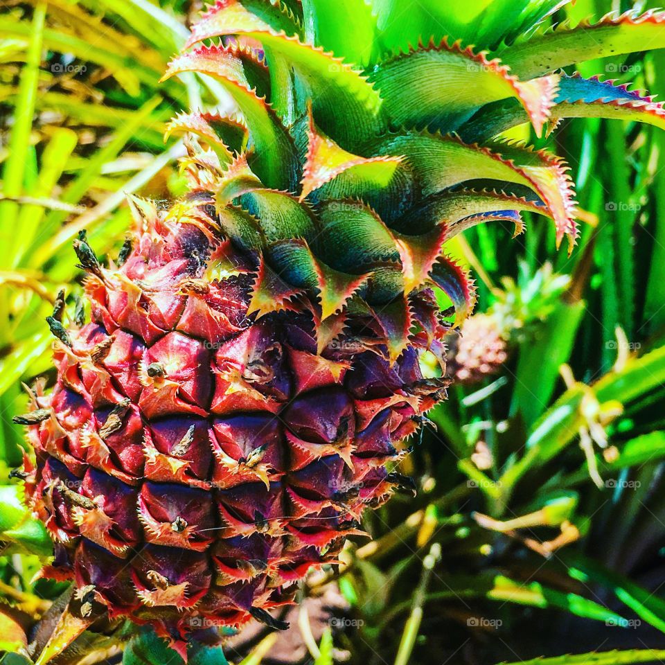 Pineapple growing on a pineapple plant in Hawaii. 