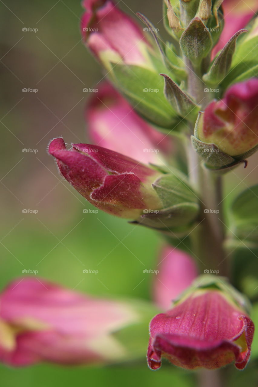 Pink flower buds