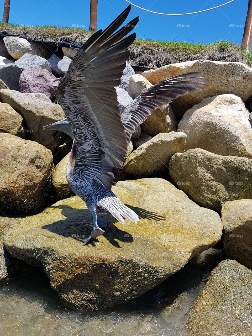 alas de pelicano