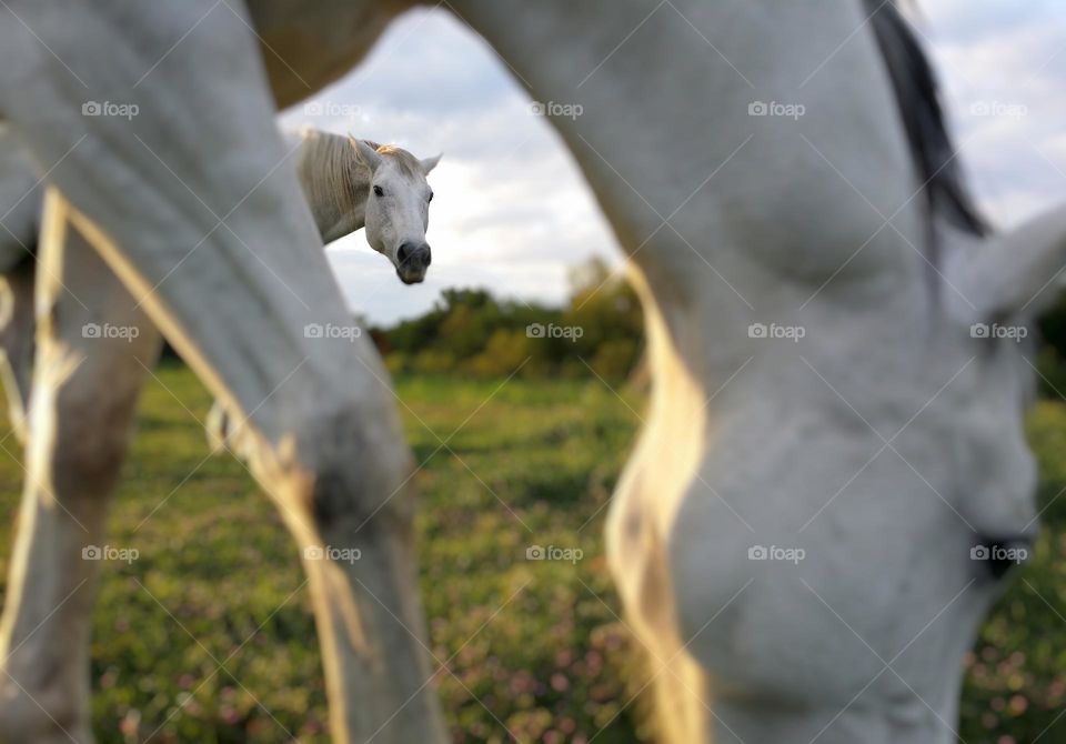 I call this photo Peek-a-boo 👀 Bashful 🦄 looking at me thru Heart 🦄 grazing