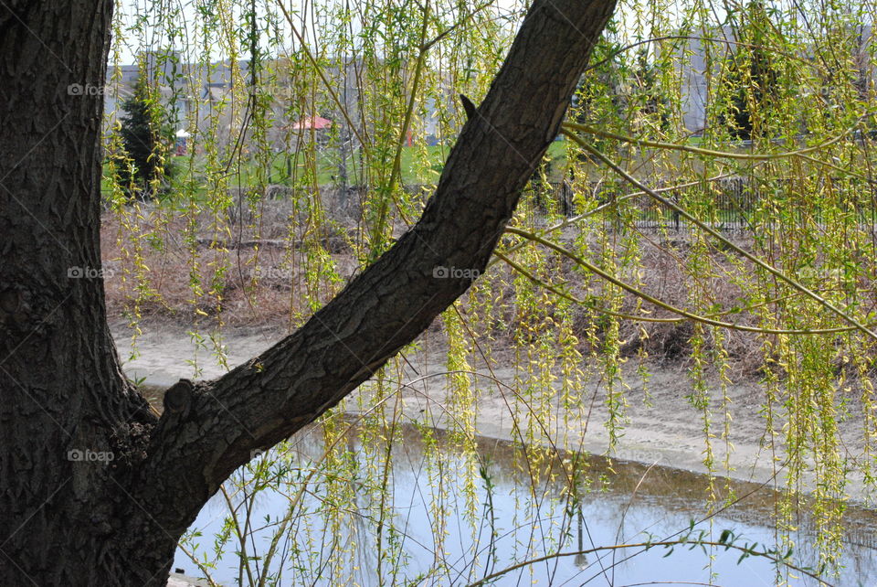 Weeping willow tree 