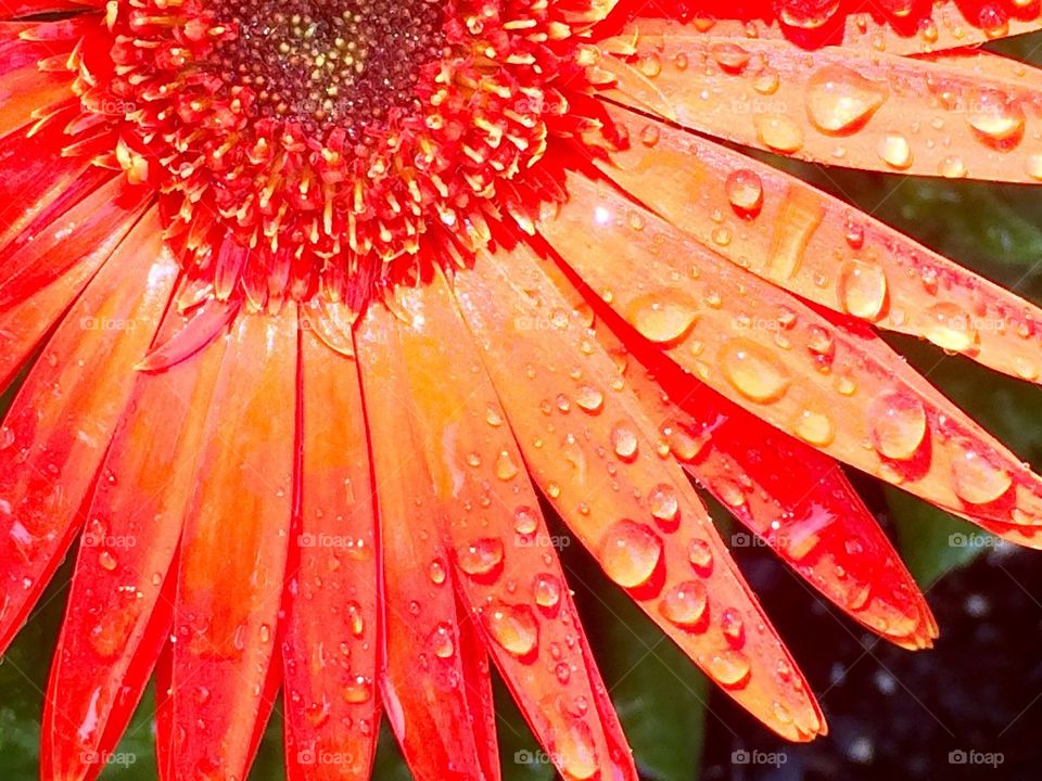 Raindrops on the flower 
