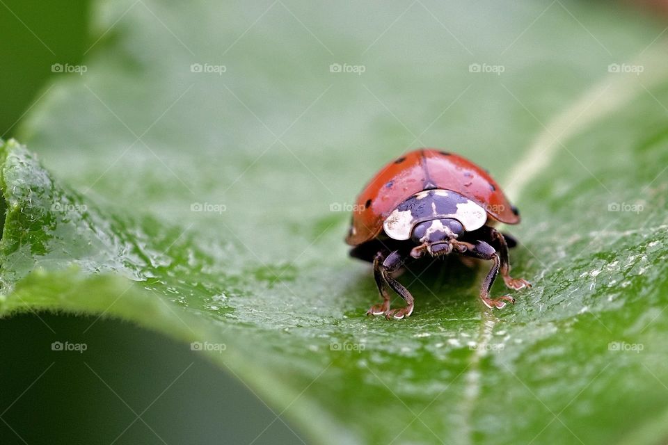 Ladybug on leaves