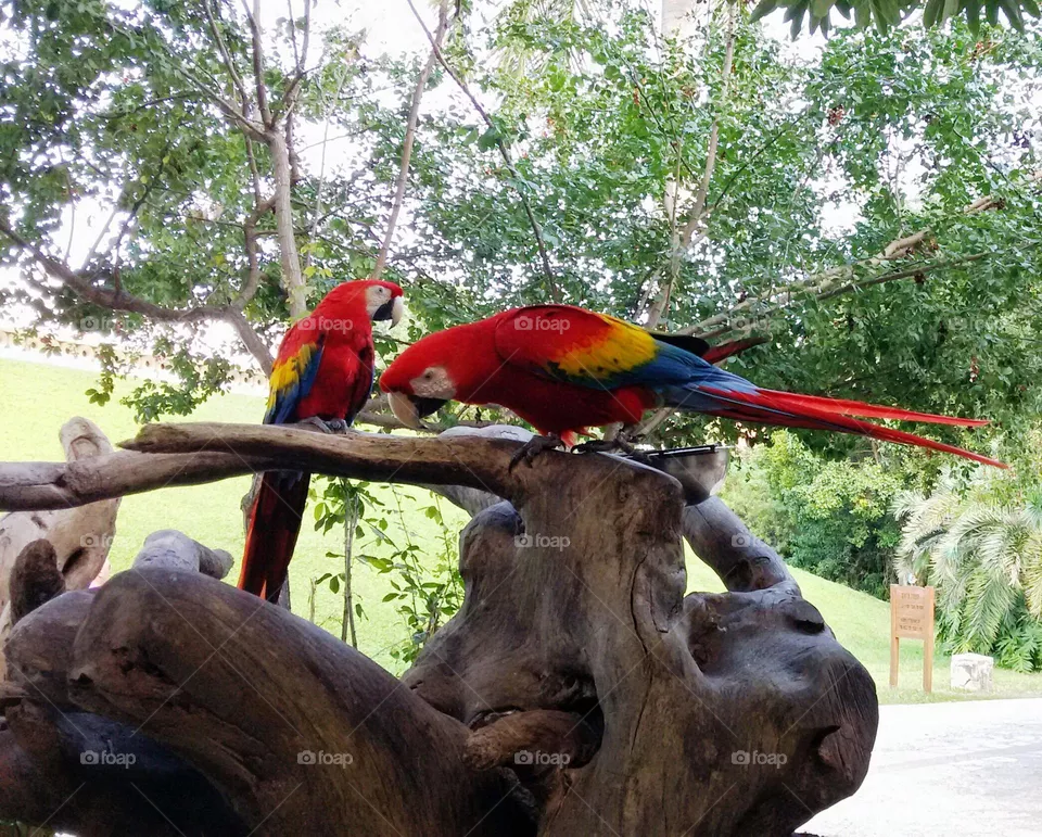 Birds