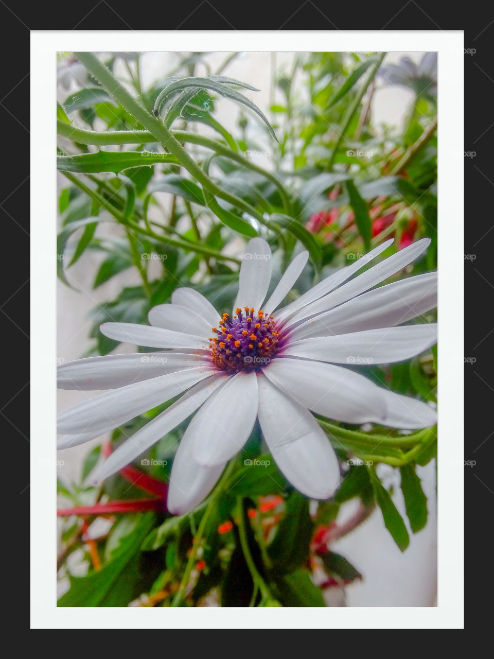 Beautiful flower in frame