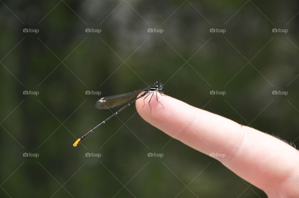 Dragonfly enchantment