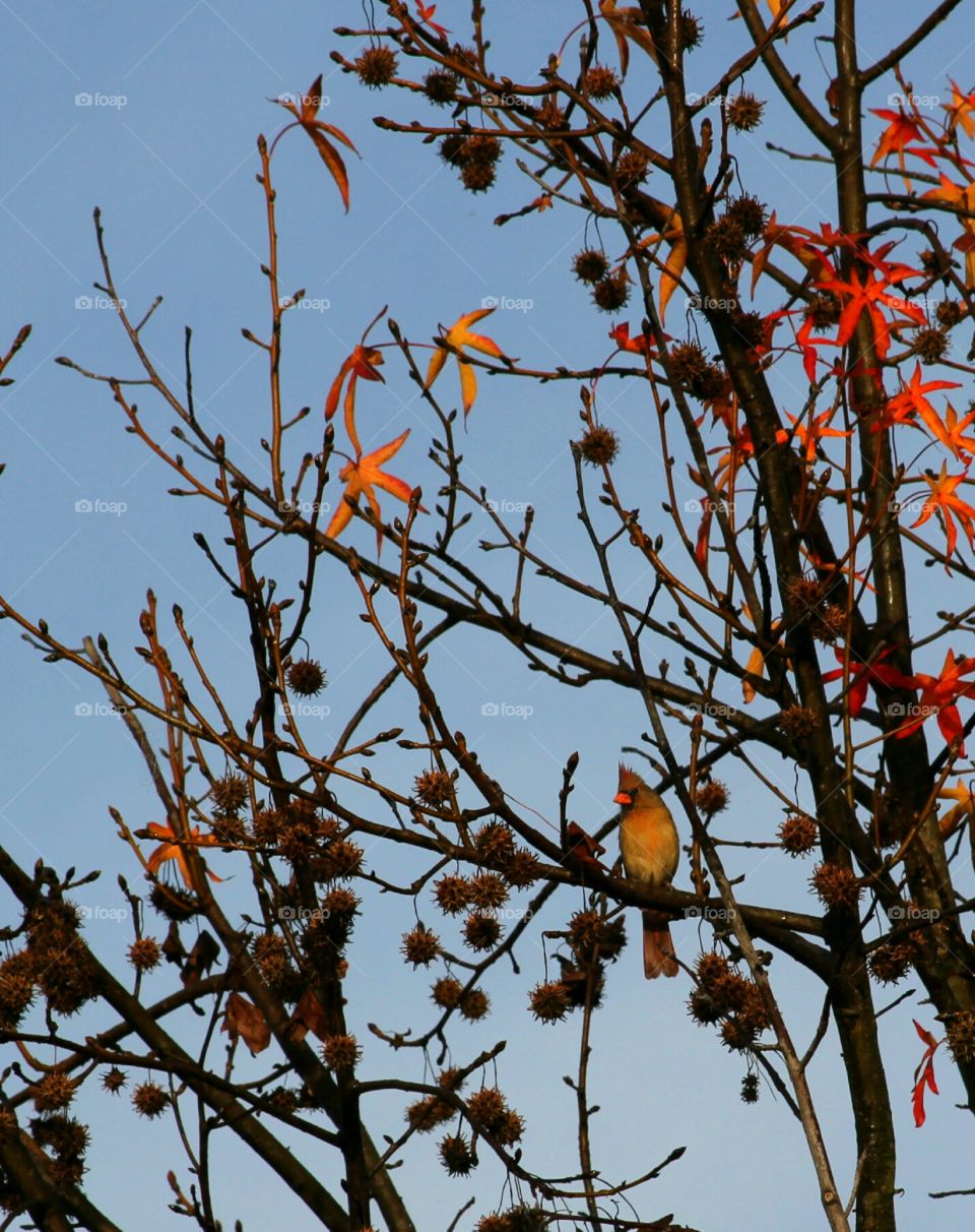 bord in tree.