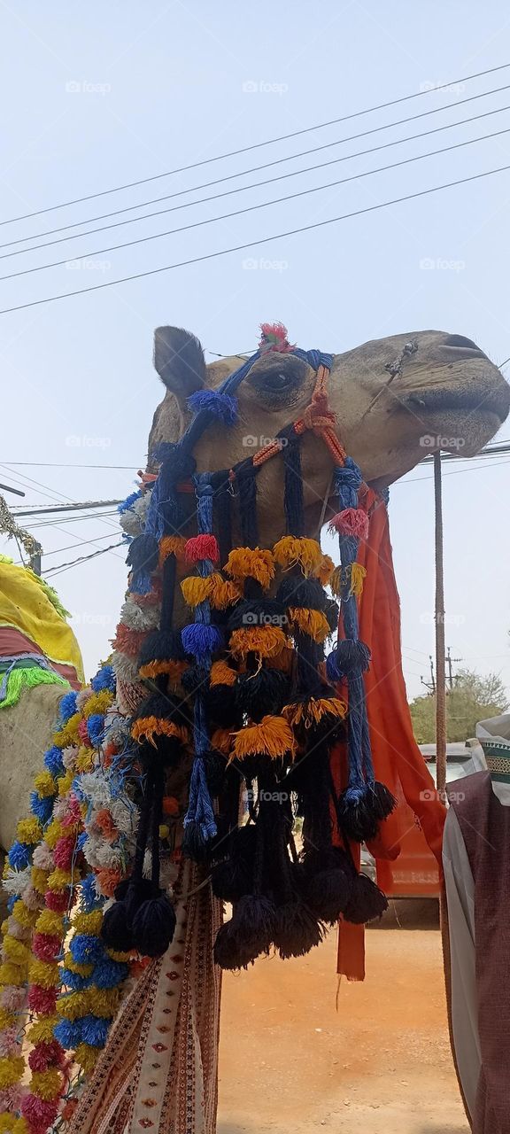 camel is a desert animal, they have the ability to live without food and water for many days