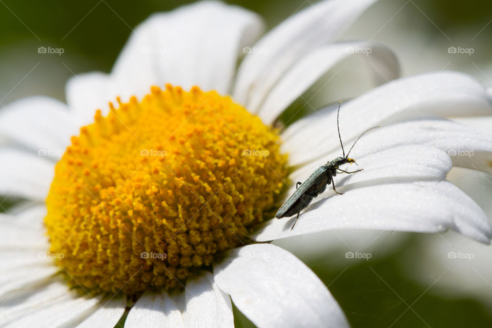A small insect or bug resting on the white petals of a yellow Daisy.