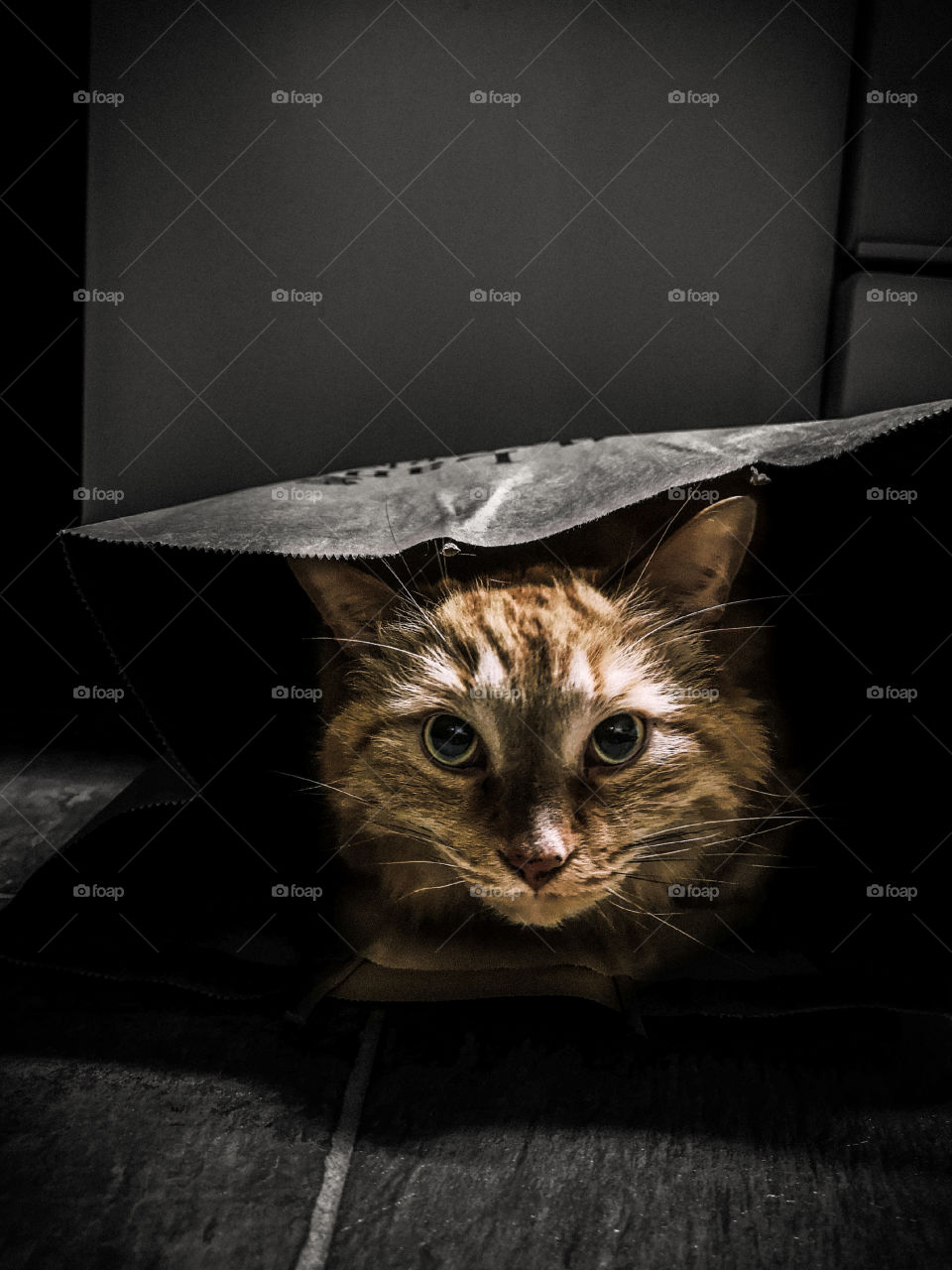 orange cat peers out from a paper bag