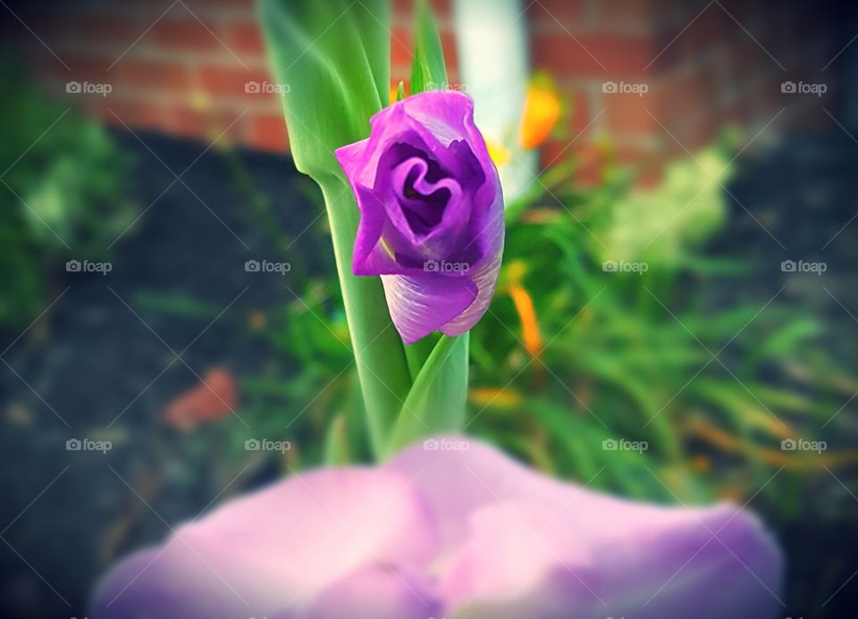 Purple Flower blooming in my backyard in the shape of a heart.