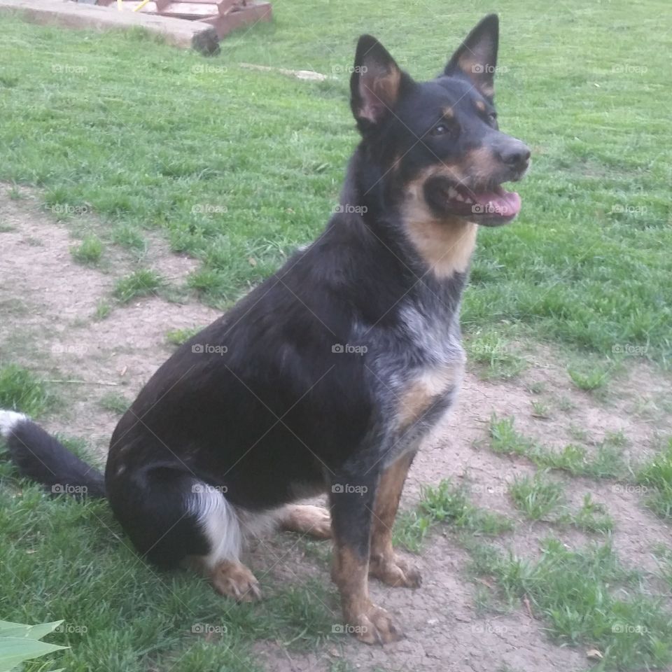 Texas heeler/ Australian Cattle Dog