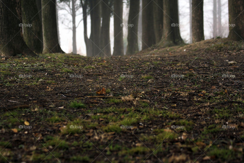 Forest in foggy weather