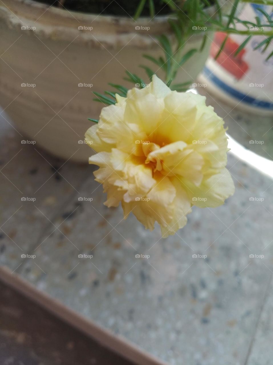 yellow flower shurb small in size fresh seasonal looking very beautiful generally found everywhere