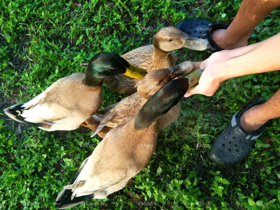 feeding the ducks